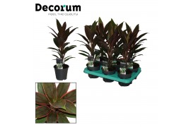 Cordyline fruticosa rumba decorum