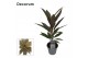 Cordyline fruticosa rumba decorum 