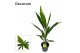 Cordyline conga Decorum ) 
