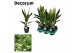 Cordyline conga Decorum ) 