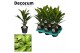 Cordyline fruticosa kiwi decorum 