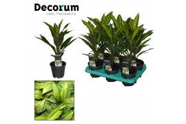 Cordyline fruticosa kiwi decorum