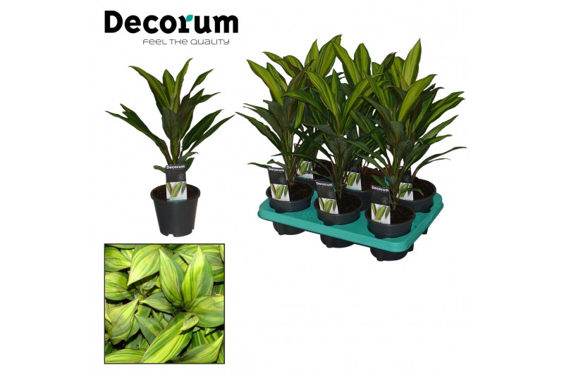 Cordyline fruticosa kiwi decorum 