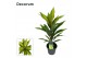 Cordyline fruticosa kiwi decorum 