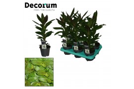 Cordyline glauca decorum