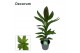 Cordyline glauca decorum 