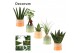 Groene planten mix Groenmix mini in Evita (Craft world-collection) 1 p 