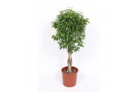 Ficus benjamina columnar vlechtstam