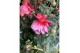 Fuchsia Stamfuchsias Grande rood / roze (dubbelbloemig) 