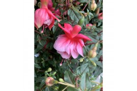Fuchsia Stamfuchsias Grande rood / roze (dubbelbloemig)