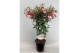 Fuchsia Stamfuchsias Grande rood / roze (dubbelbloemig) 