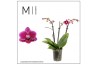 Phalaenopsis multiflora hornglin vicky 3 tak mimesis