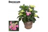 Hydrangea macr. lacecap grp nizza Teller Pink 7-12 kop in mand (Decoru