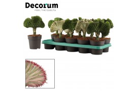 Euphorbia lactea decorum