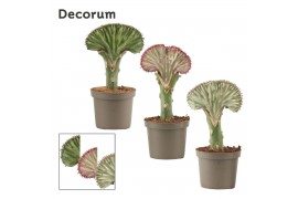 Euphorbia lactea (Decorum)