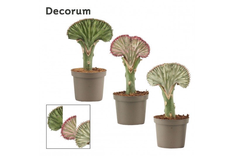 Euphorbia lactea (Decorum) 
