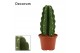 Cereus peruvianus Cereus Jamacaru - Cuddly Cactus - Decorum 