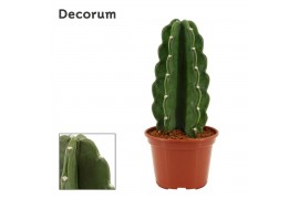 Cereus peruvianus Cereus Jamacaru - Cuddly Cactus - Decorum