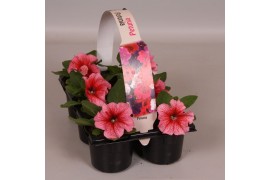 Petunia roze ader 6-pack