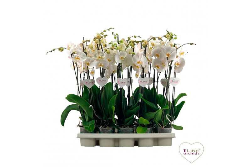 Phalaenopsis wit / geel lip 3 tak 65cm 