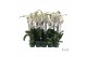 Phalaenopsis wit / geel lip 3 tak 65cm 