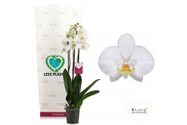 Phalaenopsis wit Leeds 3 tak 65 cm - less plastic
