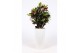 Codiaeum variegata petra in santorini pot wit 
