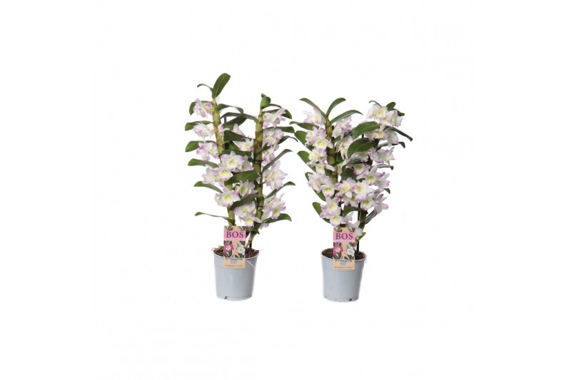 Dendrobium nobile star class lilac pandora 2 tak classic 