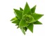 Aloe perfoliata SuPure® -  in Paris 17 ROCKS + label 