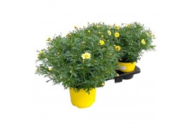 Argyranthemum frutescens geel