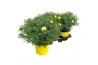 Argyranthemum frutescens geel