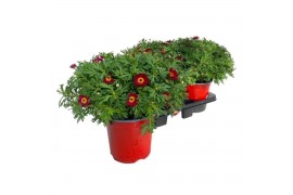 Argyranthemum frutescens rood