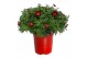 Argyranthemum frutescens rood 