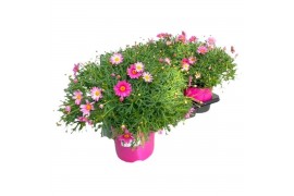 Argyranthemum frutescens roze