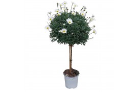 Argyranthemum frutescens wit op stam