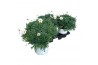 Argyranthemum frutescens wit