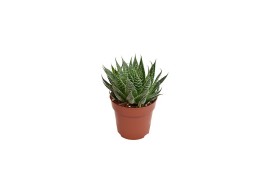 Aloe aristata premium