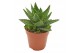 Aloe perfoliata Aloe Mitriformis 1 pp 
