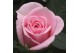 Rosa beau monde baby jewel licht roze 