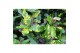 Codiaeum variegatum magnificent vertakt 