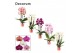 Phalaenopsis cascade mix decorum 2 tak East Europe mix 