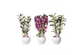 Dendrobium nobile star class mix 2 tak classic in lisa white