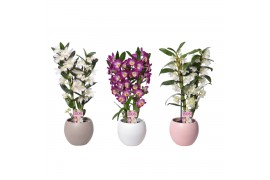 Dendrobium nobile star class mix 2 tak classic in lisa mix