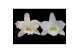Dendrobium nobile star class apollon/kumiko 1 tak classic 