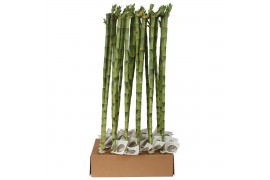 Dracaena lucky bamboo recht 70 cm Stem Straight 70cm in Tube & Karton 