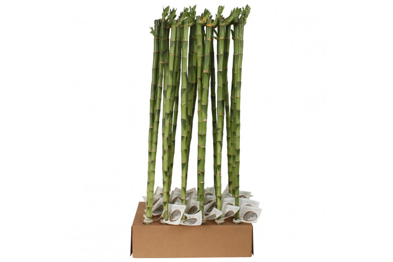 Dracaena lucky bamboo recht 70 cm Stem Straight 70cm in Tube & Karton  