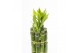 Dracaena lucky bamboo recht 70 cm Stem Straight 70cm in Tube & Karton  