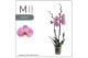 Phalaenopsis roze Seine 2 tak Mimesis 