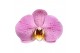 Phalaenopsis roze Seine 2 tak Mimesis 