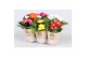 Gerbera colourgame mix 2+ in cup pure collection 25-30cm 